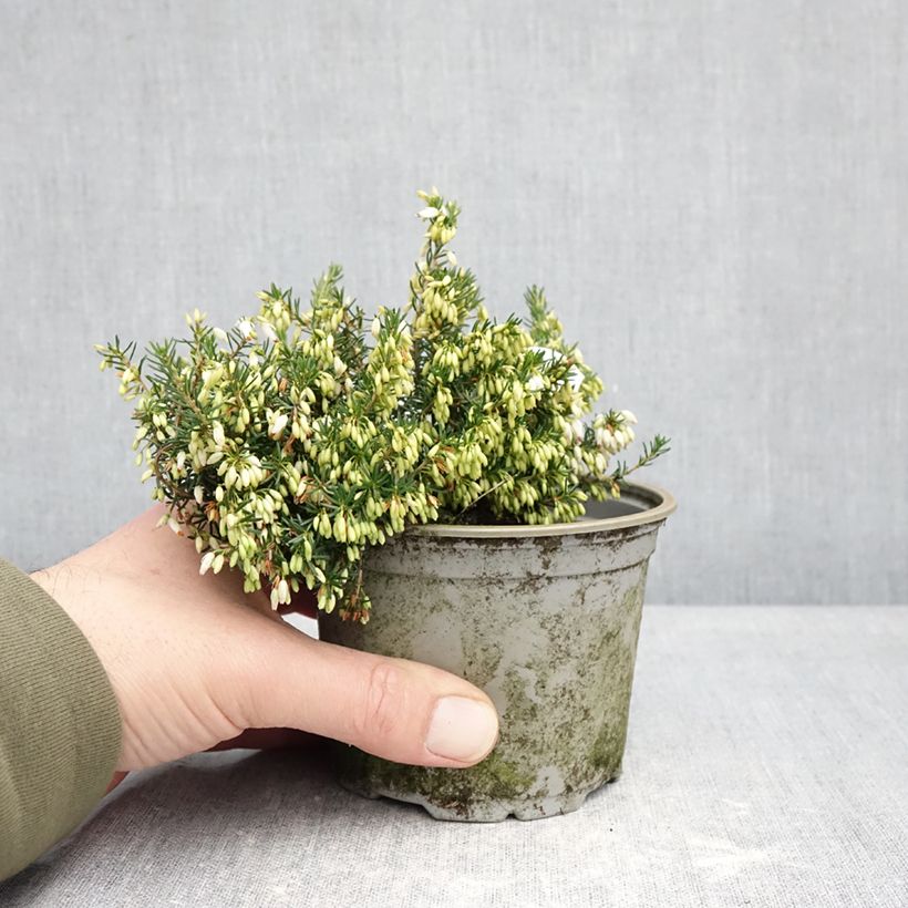 Exemplaar van Erica cinerea f. alba - Dopheide Pot van 12 cm / 13 cm zoals geleverd in de winter