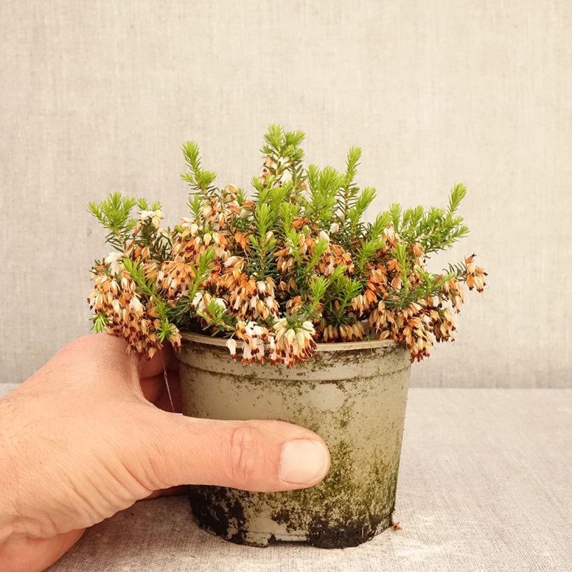 Exemplaar van Erica cinerea f. alba - Dopheide Pot van 12 cm / 13 cm zoals geleverd in de lente