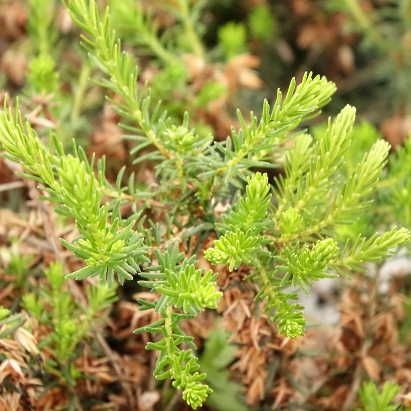 Erica cinerea f. alba - Dopheide (Blad)