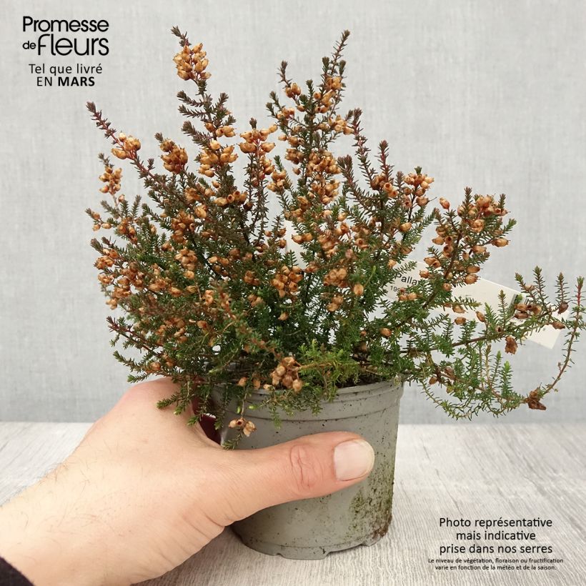 Exemplaar van Erica cinerea Pallas - Dopheide Pot van 12 cm / 13 cm zoals geleverd in de lente