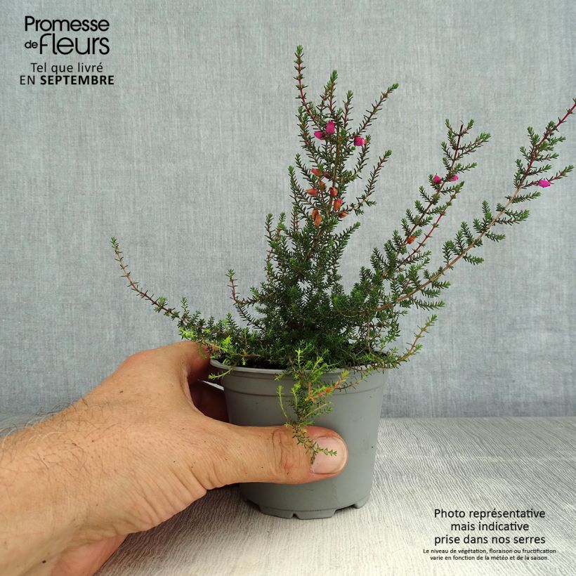 Exemplaar van Erica cinerea - Dopheide Pot van 10 cm/11 cm zoals geleverd in de zomer