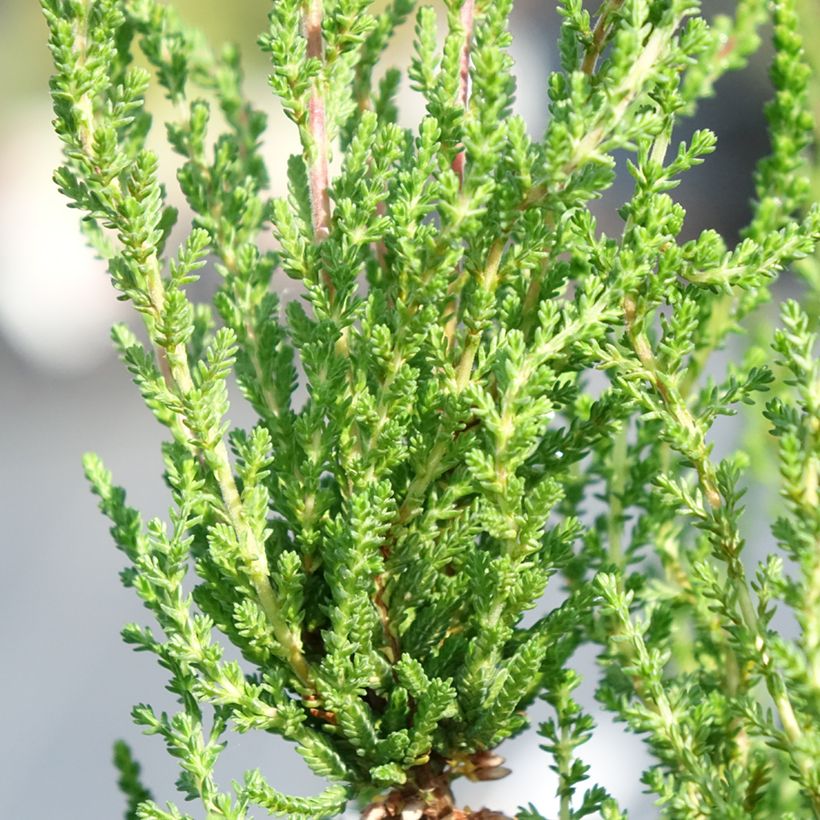 Erica cinerea - Dopheide (Blad)