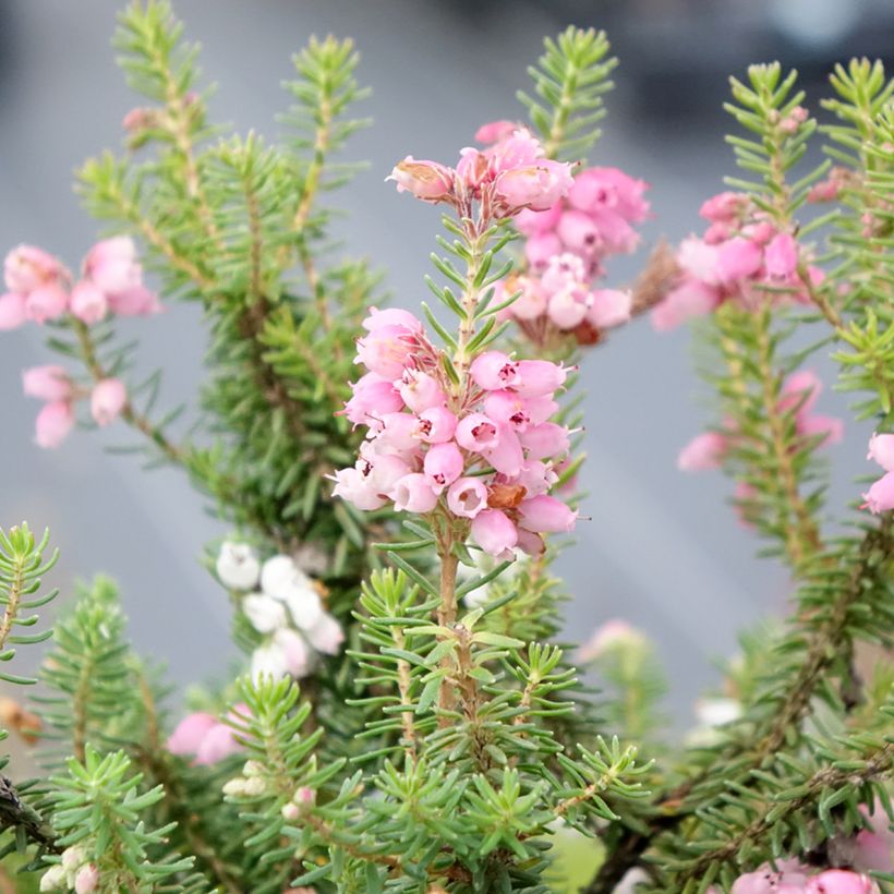 Erica x williamsii Ken Wilson - Dopheide (Bloei)