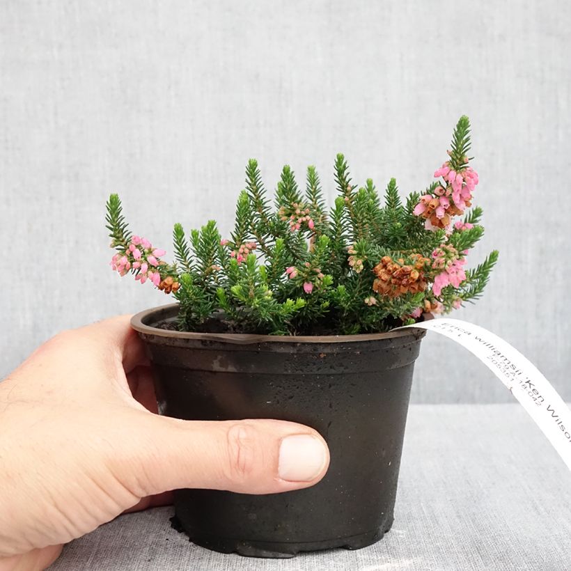 Exemplaar van Erica x williamsii Ken Wilson - Dopheide Pot van 10 cm/11 cm zoals geleverd in de herfst