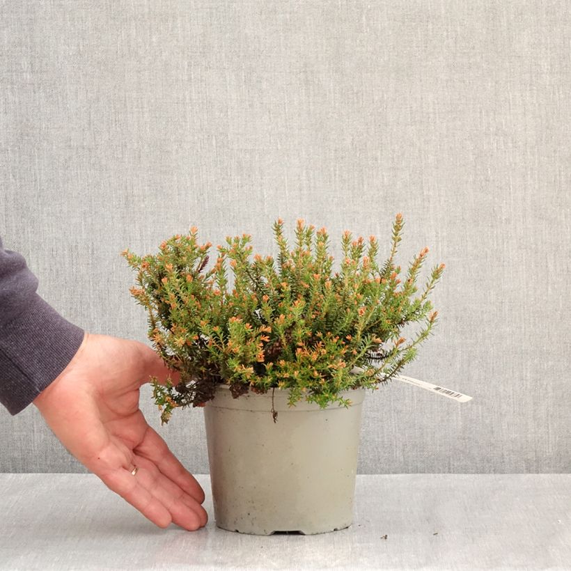 Exemplaar van Erica x williamsii Ken Wilson - Dopheide Pot van 1,5 l/2 l zoals geleverd in de lente