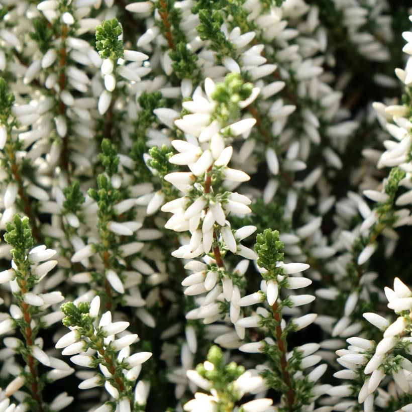 Calluna Garden Girls Alicia - Zomerheide (Flowering)