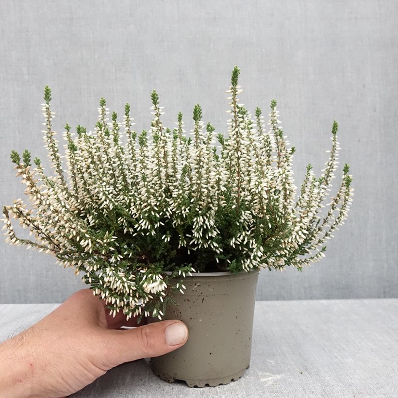 Exemplaar van Calluna Garden Girls Alicia - Zomerheide Pot van 1 l/1,5 l zoals geleverd in de herfst