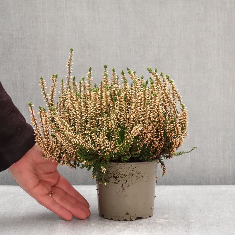 Example of Calluna Garden Girls Alicia - Zomerheide Pot van 1 l/1,5 l as you get in hiver