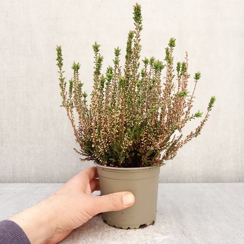 Exemplaar van Calluna vulgaris Garden Girls Amethyst - Zomerheide Pot van 1 l/1,5 l zoals geleverd in de lente