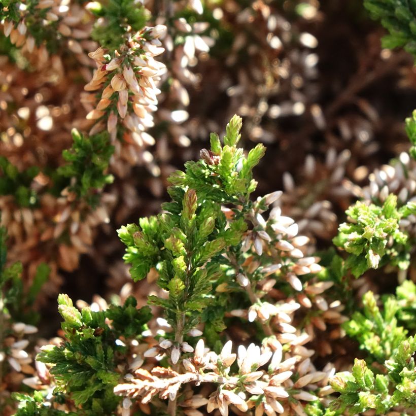Calluna vulgaris Garden Girls Angie - Zomerheide (Blad)