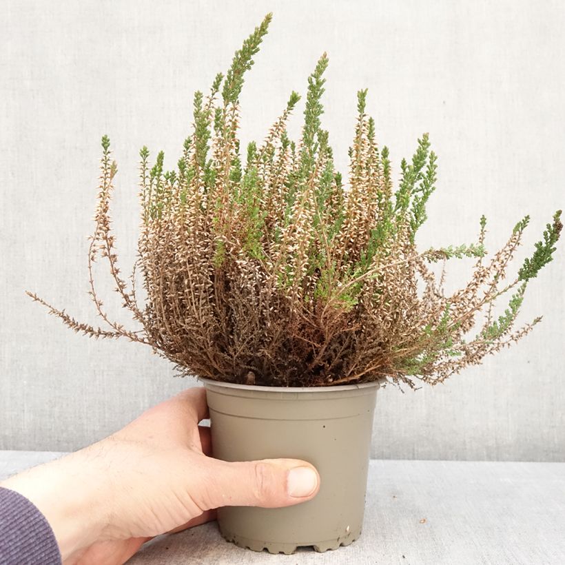 Exemplaar van Calluna vulgaris Garden Girls Angie - Zomerheide Pot van 1 l/1,5 l zoals geleverd in de lente