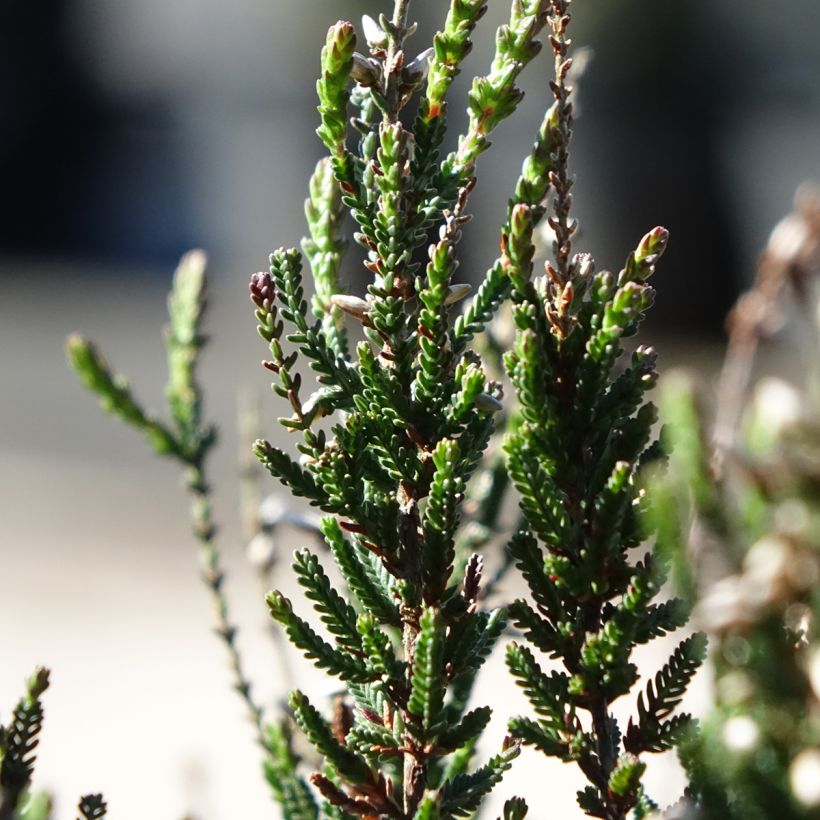 Calluna vulgaris Garden Girls Athene - Zomerheide (Blad)