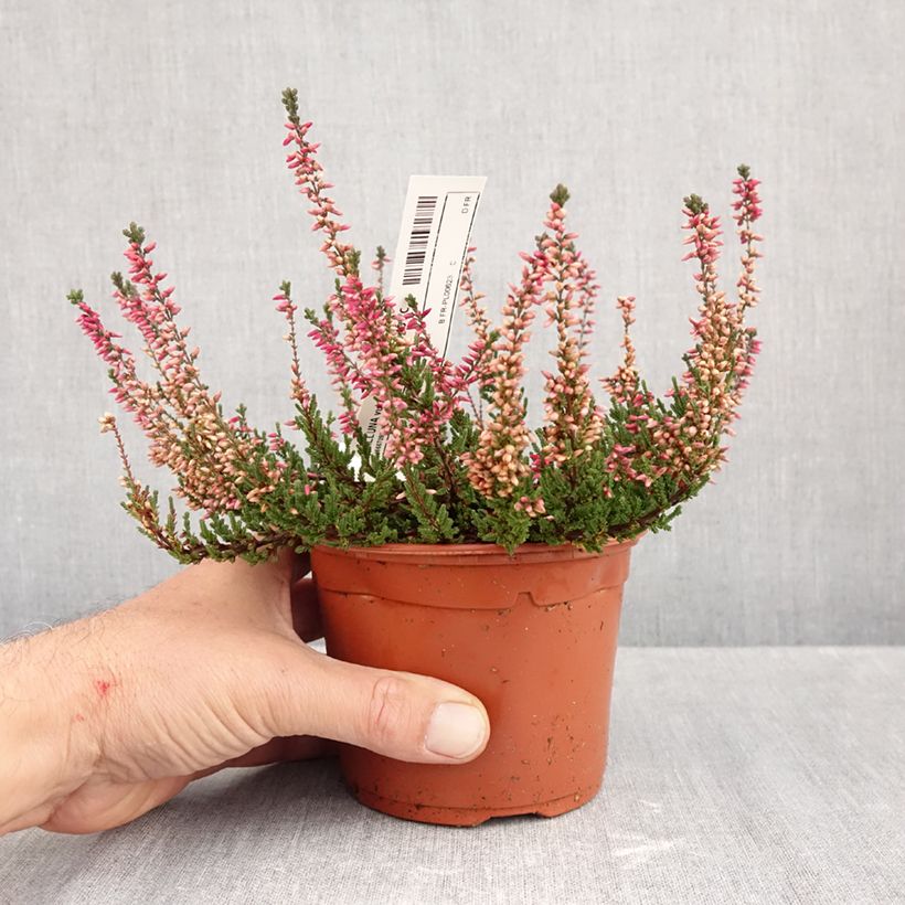 Exemplaar van Calluna vulgaris Garden Girls Athene - Zomerheide Pot van 1 l/1,5 l zoals geleverd in de herfst