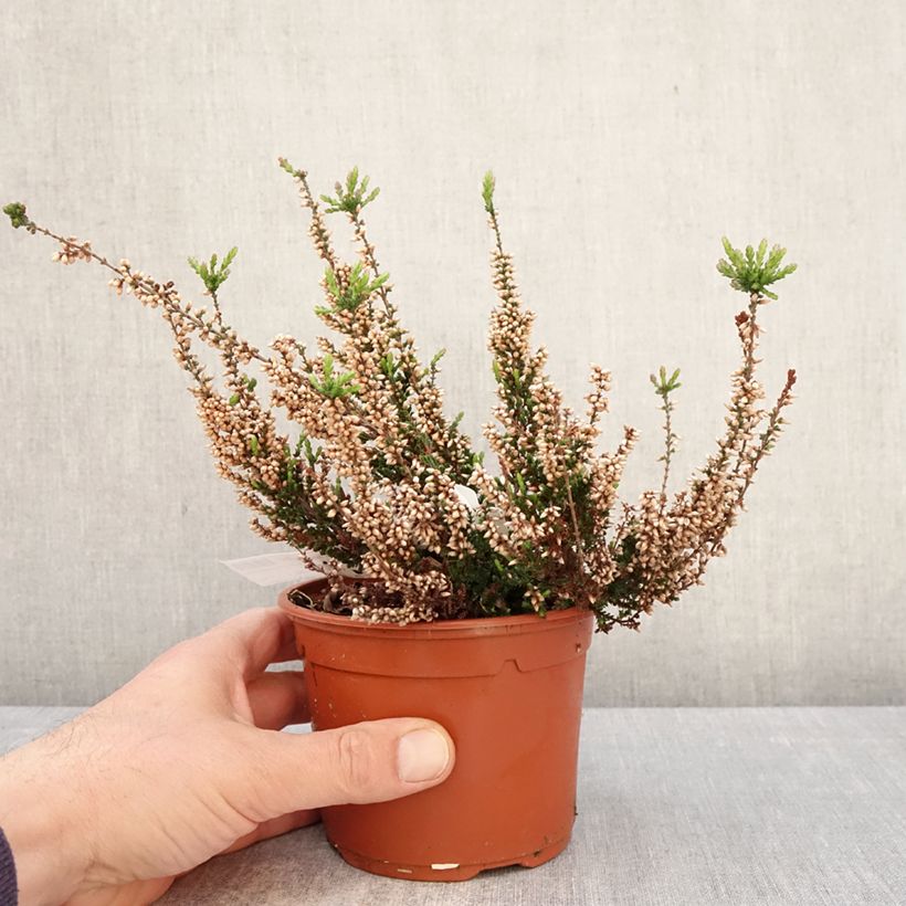Exemplaar van Calluna vulgaris Garden Girls Athene - Zomerheide Pot van 1 l/1,5 l zoals geleverd in de lente