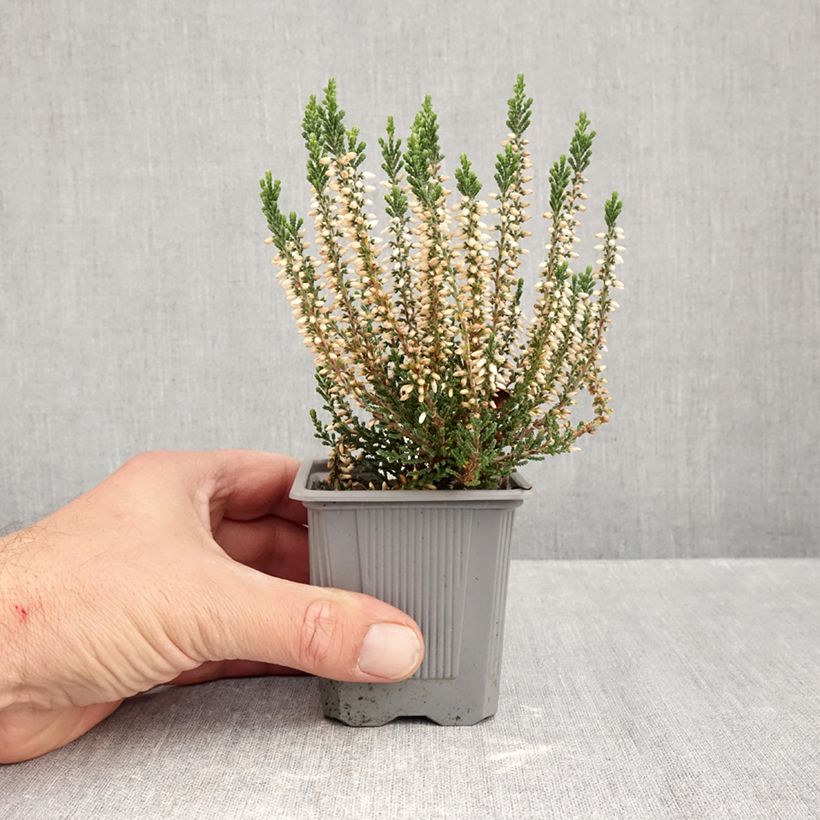 Exemplaar van Calluna vulgaris Bettina samen - Zomerheide Kweekpotje van 8/9 cm zoals geleverd in de herfst