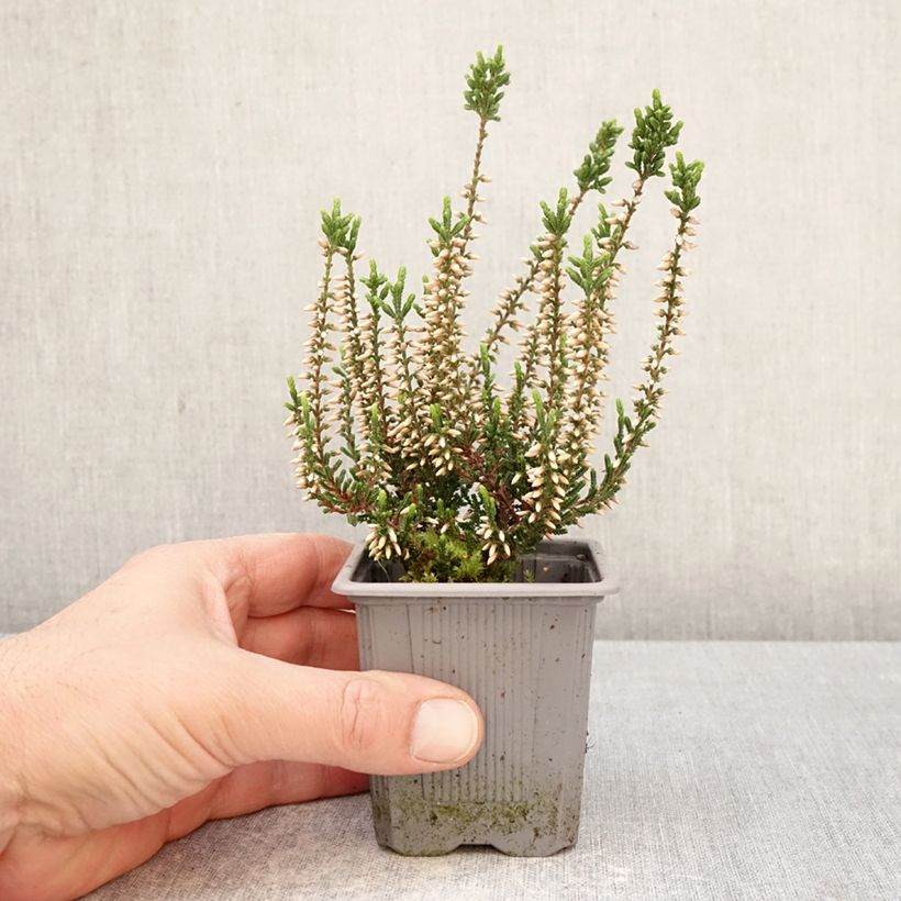 Exemplaar van Calluna vulgaris Bettina samen - Zomerheide Kweekpotje van 8/9 cm zoals geleverd in de lente