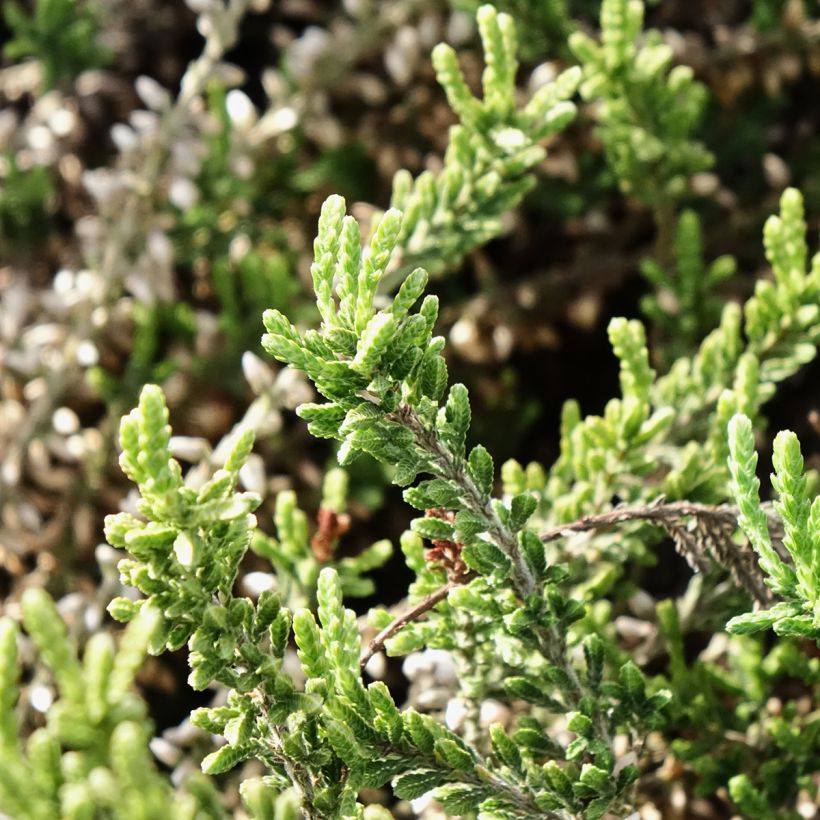 Calluna vulgaris Bettina samen - Zomerheide (Blad)