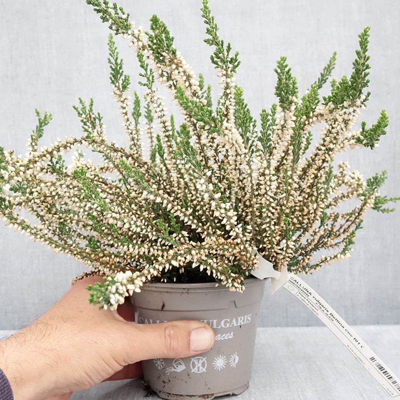 Exemplaar van Calluna vulgaris Bettina samen - Zomerheide Pot van 1 l/1,5 l zoals geleverd in de herfst