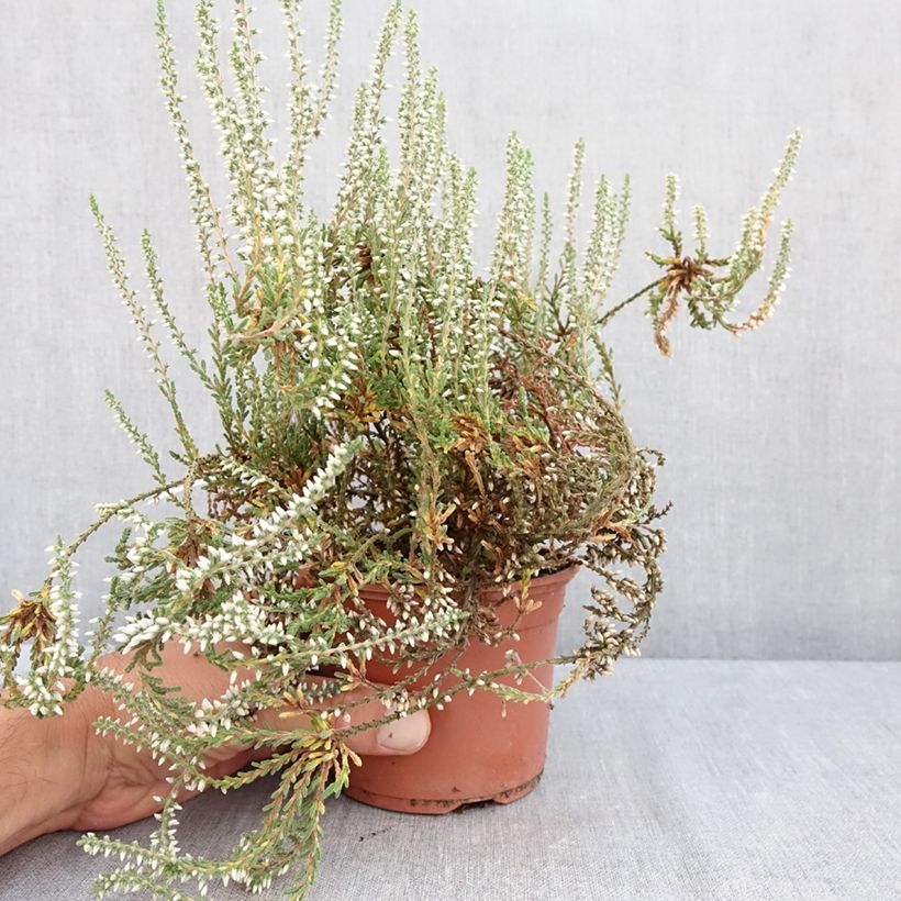 Exemplaar van Calluna vulgaris Bettina samen - Zomerheide Pot van 1 l/1,5 l zoals geleverd in de zomer