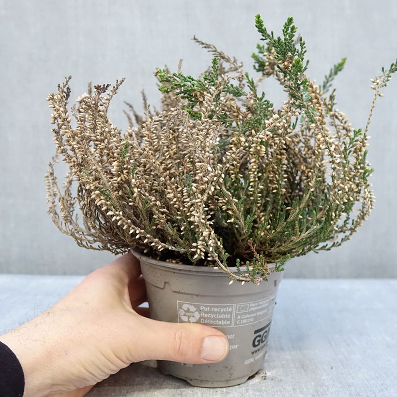 Example of Calluna vulgaris Bettina samen - Zomerheide Pot van 1 l/1,5 l as you get in hiver