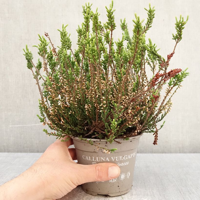 Exemplaar van Calluna vulgaris Bettina samen - Zomerheide Pot van 1 l/1,5 l zoals geleverd in de lente