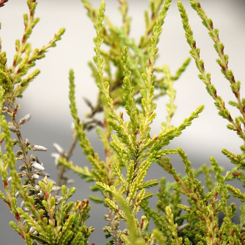 Calluna vulgaris Golden Angie - Zomerheide (Blad)