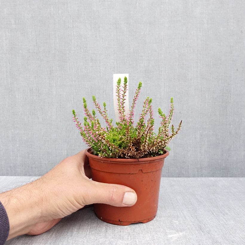 Exemplaar van Calluna vulgaris Golden Angie - Zomerheide Pot van 1 l/1,5 l zoals geleverd in de herfst