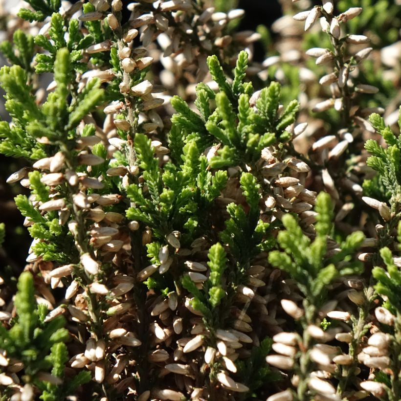 Calluna vulgaris Garden Girls Helena - Zomerheide (Blad)