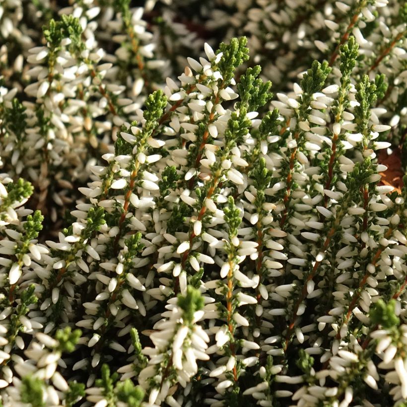 Calluna vulgaris Garden Girls Helena - Zomerheide (Bloei)