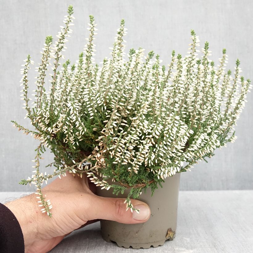 Exemplaar van Calluna vulgaris Garden Girls Helena - Zomerheide Pot van 1 l/1,5 l zoals geleverd in de herfst