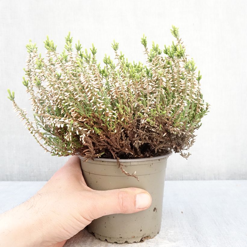 Exemplaar van Calluna vulgaris Garden Girls Helena - Zomerheide Pot van 1 l/1,5 l zoals geleverd in de lente