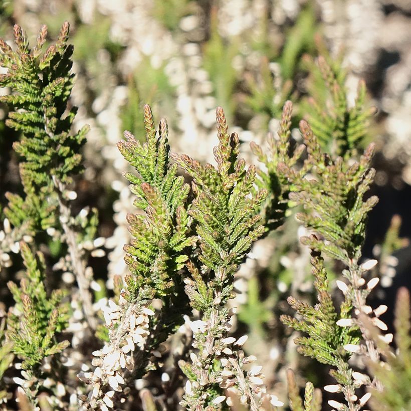 Calluna Garden Girls Lilli - Zomerheide (Blad)