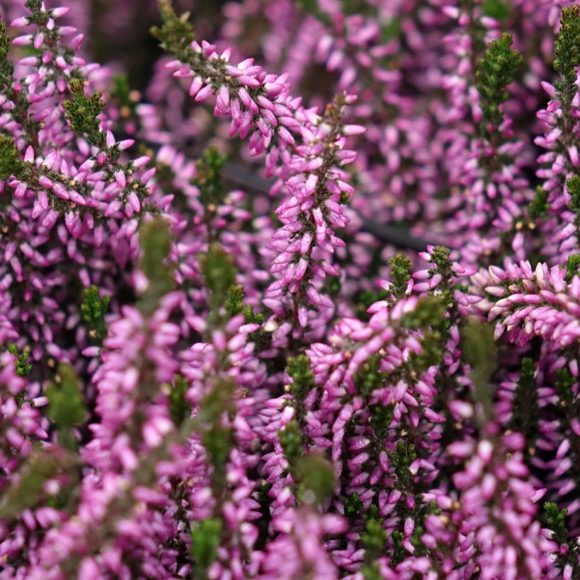 Calluna Garden Girls Lilli - Zomerheide (Bloei)