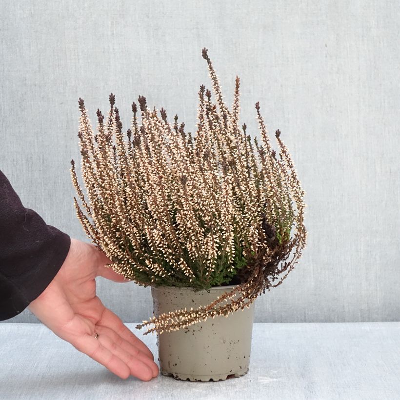 Exemplaar van Calluna Garden Girls Lilli - Zomerheide Pot van 1 l/1,5 l zoals geleverd in de winter