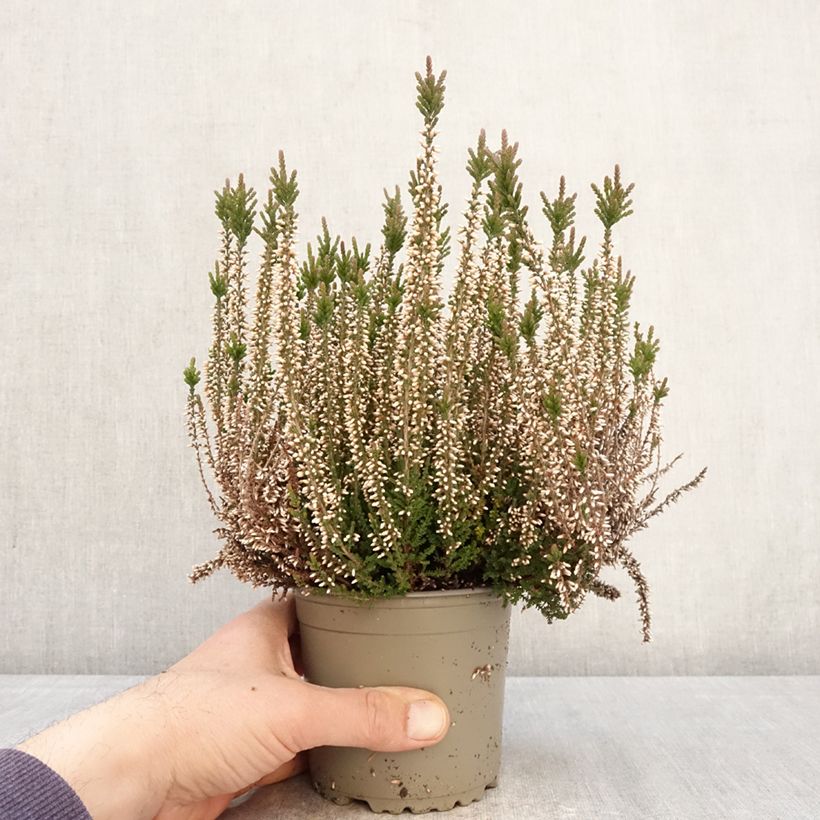 Exemplaar van Calluna Garden Girls Lilli - Zomerheide Pot van 1 l/1,5 l zoals geleverd in de lente