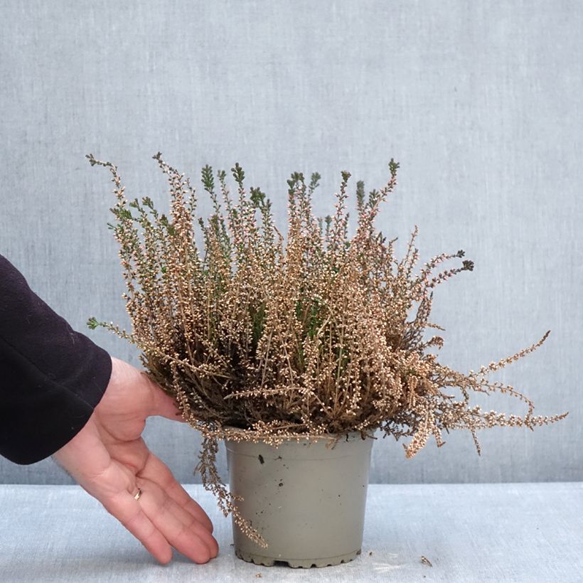 Exemplaar van Calluna Garden Girls Lioba - Zomerheide Pot van 1 l/1,5 l zoals geleverd in de winter