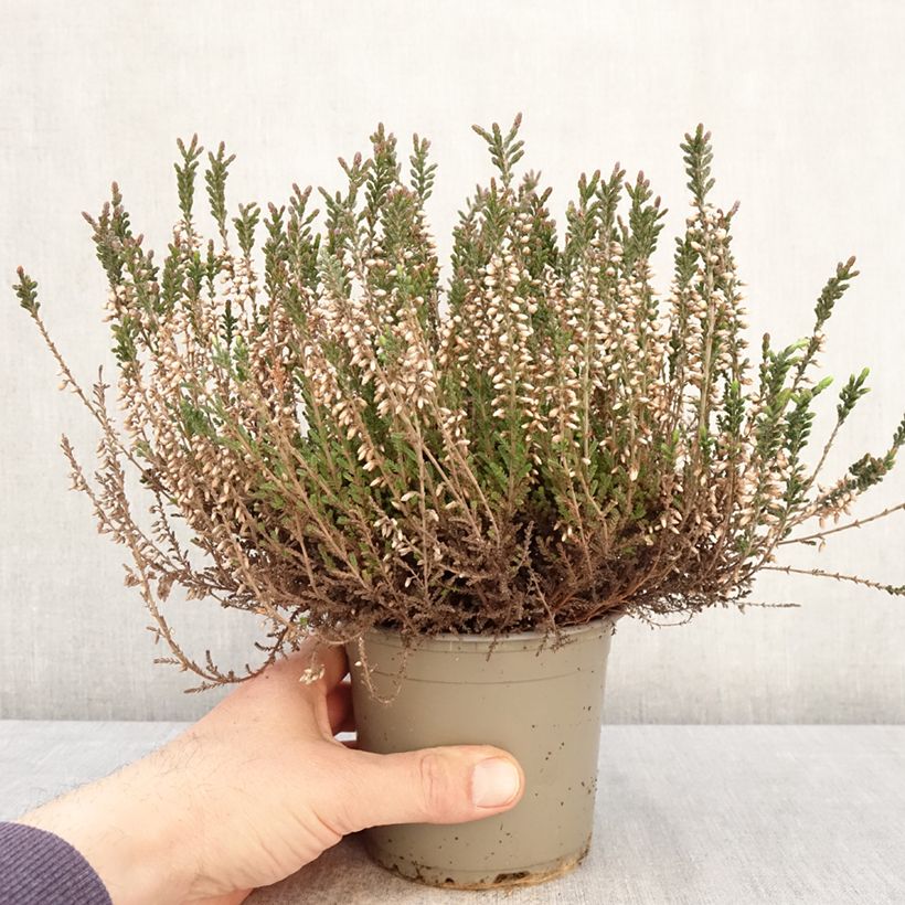 Exemplaar van Calluna Garden Girls Lisbeth - Zomerheide Pot van 1 l/1,5 l zoals geleverd in de lente
