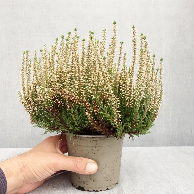 Exemplaar van Calluna Garden Girls Madonna - Zomerheide Pot van 1 l/1,5 l zoals geleverd in de herfst