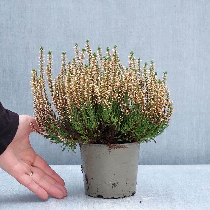 Example of Calluna Garden Girls Madonna - Zomerheide Pot van 1 l/1,5 l as you get in hiver