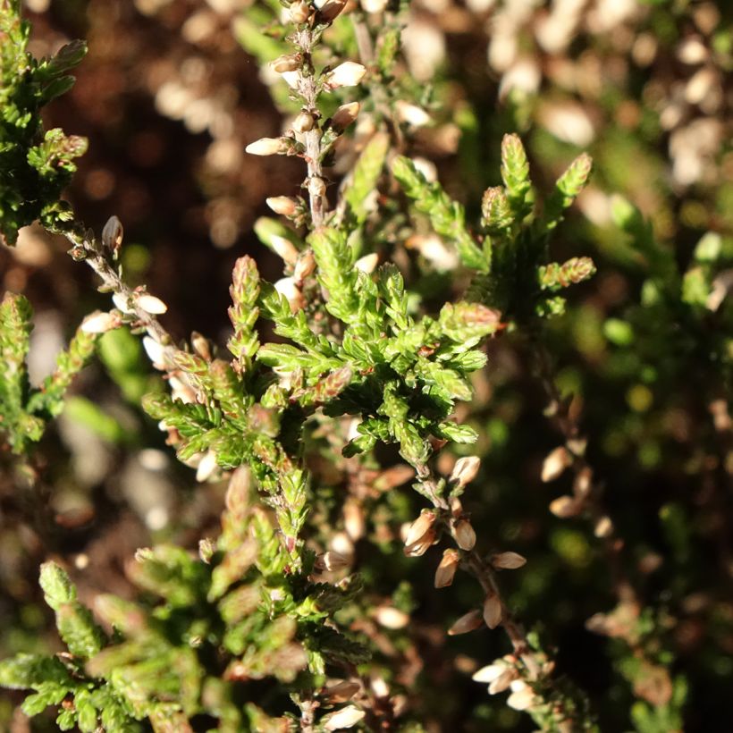 Calluna vulgaris Garden Girls Martina - Zomerheide (Blad)