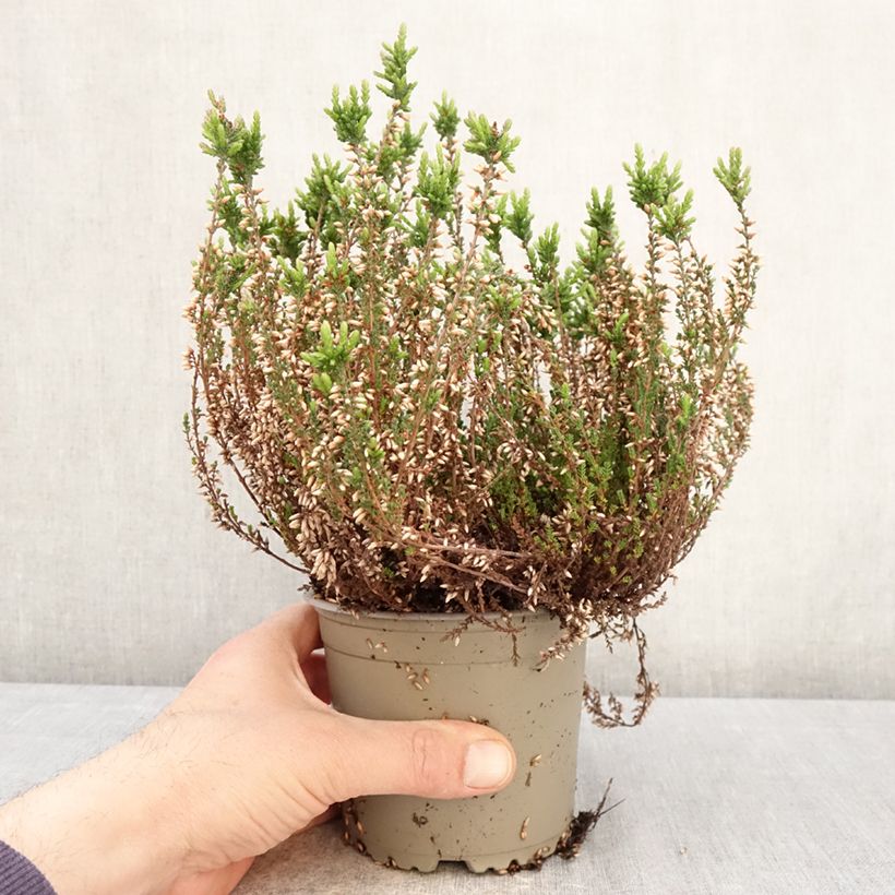 Exemplaar van Calluna vulgaris Garden Girls Martina - Zomerheide Pot van 1 l/1,5 l zoals geleverd in de lente