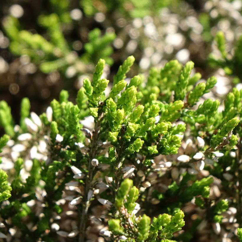 Calluna vulgaris Garden Girls Pink Angie - Zomerheide (Blad)