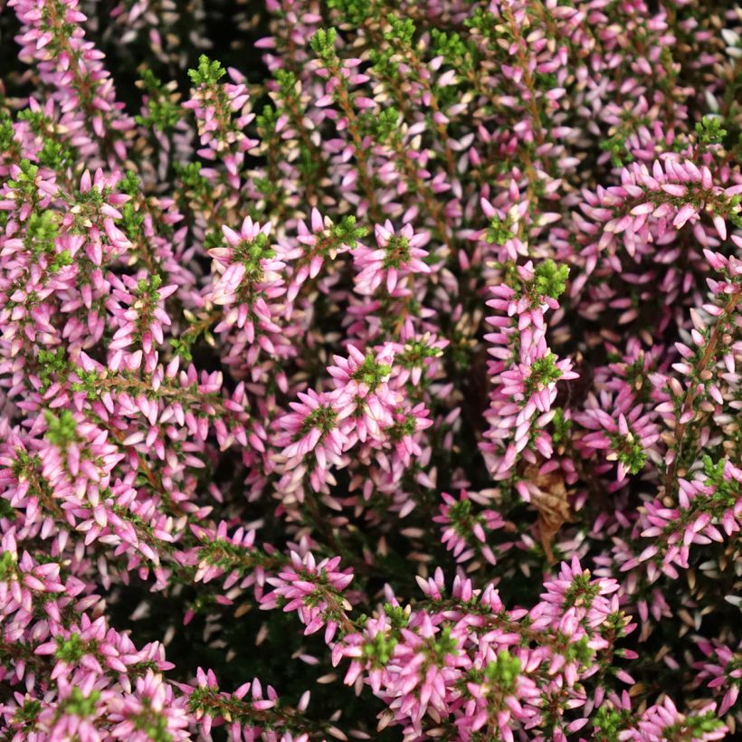 Calluna vulgaris Garden Girls Pink Angie - Zomerheide (Bloei)