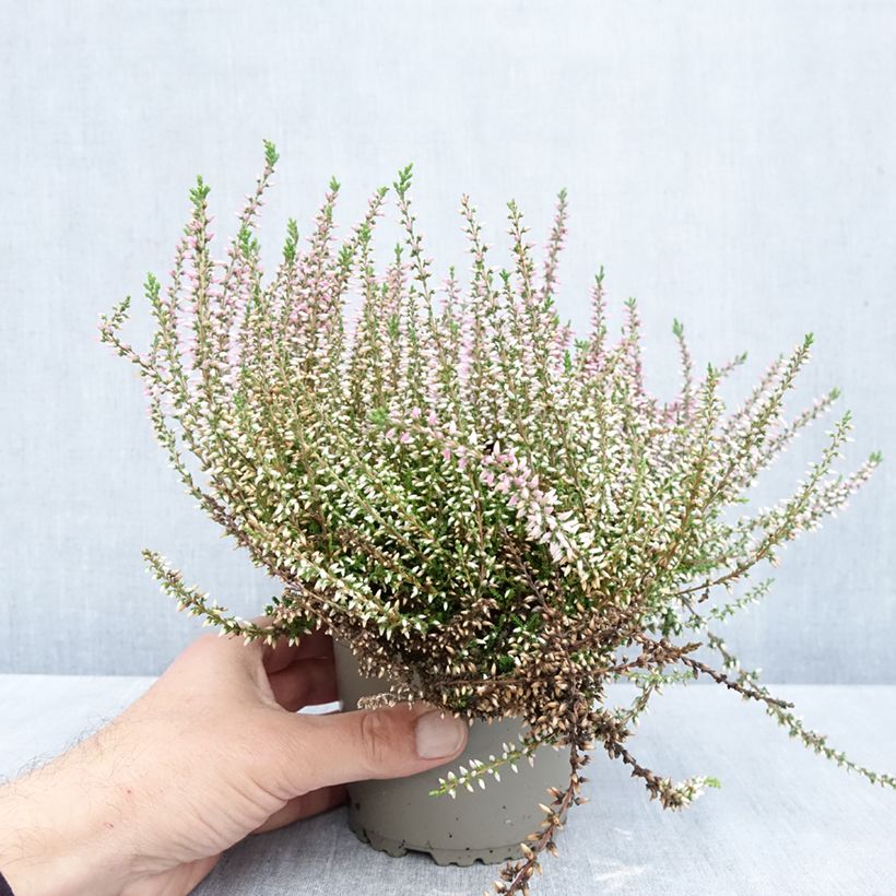 Exemplaar van Calluna vulgaris Garden Girls Pink Angie - Zomerheide Pot van 1 l/1,5 l zoals geleverd in de herfst