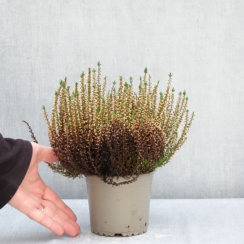 Exemplaar van Calluna vulgaris Garden Girls Pink Angie - Zomerheide Pot van 1 l/1,5 l zoals geleverd in de winter