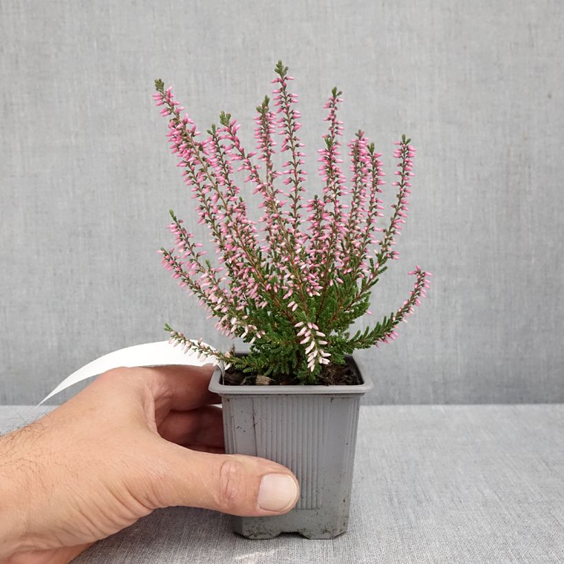 Exemplaar van Calluna vulgaris Pink Bettina - Zomerheide Kweekpotje van 8/9 cm zoals geleverd in de herfst