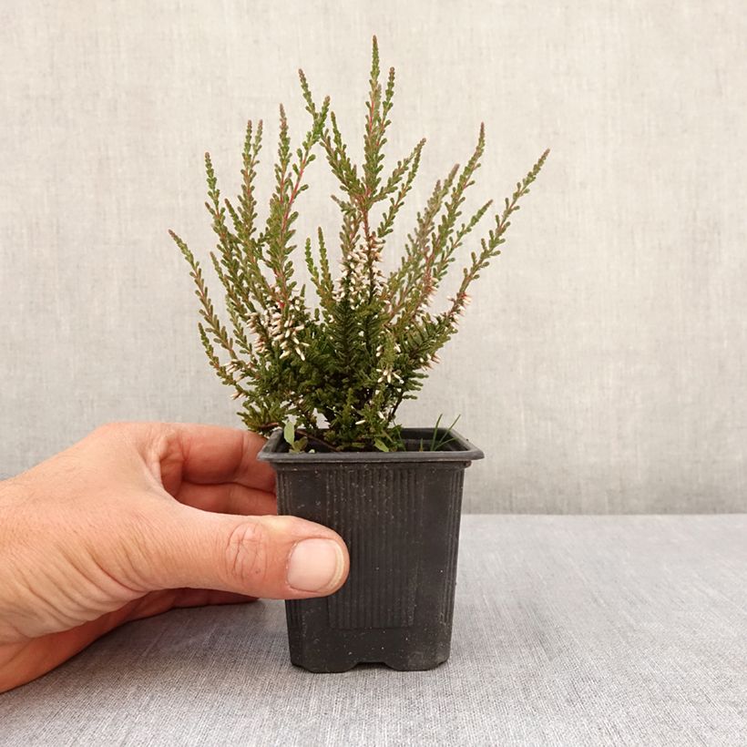 Example of Calluna vulgaris Pink Bettina - Zomerheide Kweekpotje van 8/9 cm as you get in printemps