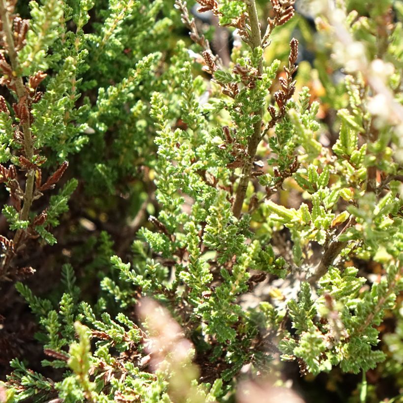 Calluna vulgaris Pink Bettina - Zomerheide (Blad)