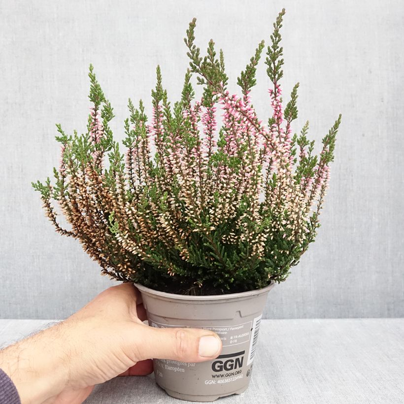 Exemplaar van Calluna vulgaris Pink Bettina - Zomerheide Pot van 1 l/1,5 l zoals geleverd in de herfst