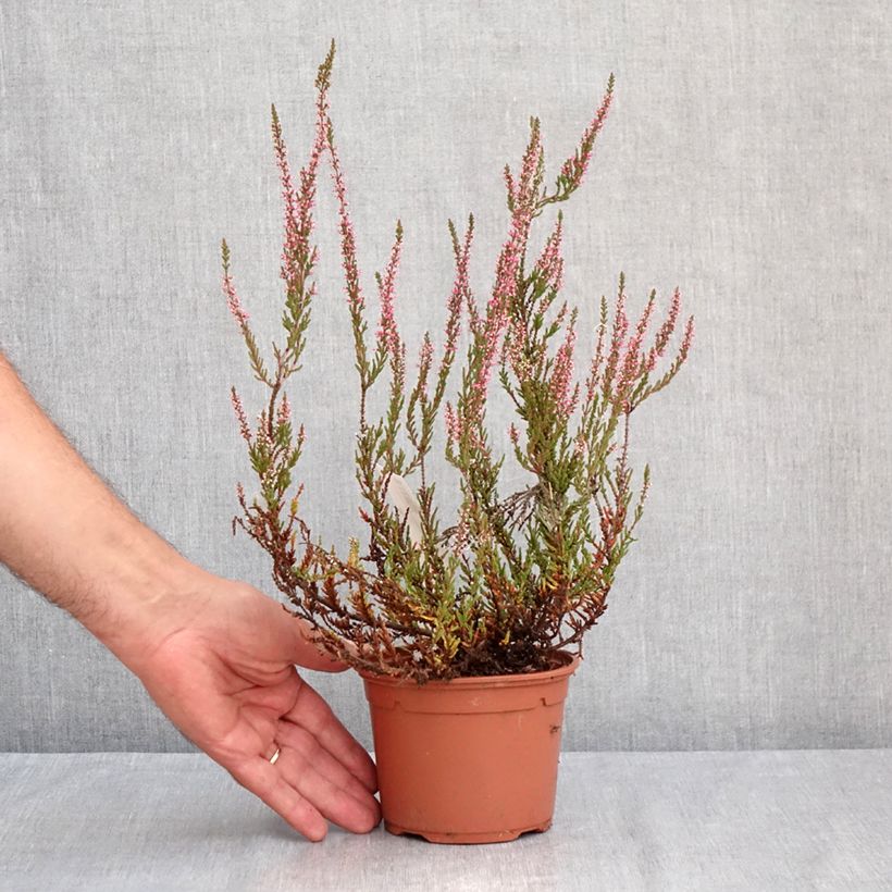 Exemplaar van Calluna vulgaris Pink Bettina - Zomerheide Pot van 1 l/1,5 l zoals geleverd in de zomer